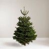 7ft Nordmann Fir Christmas Tree